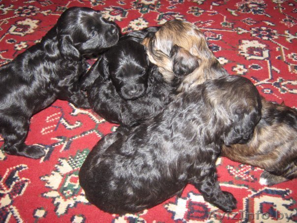 щенки малого пуделя - Изображение #1, Объявление #14284