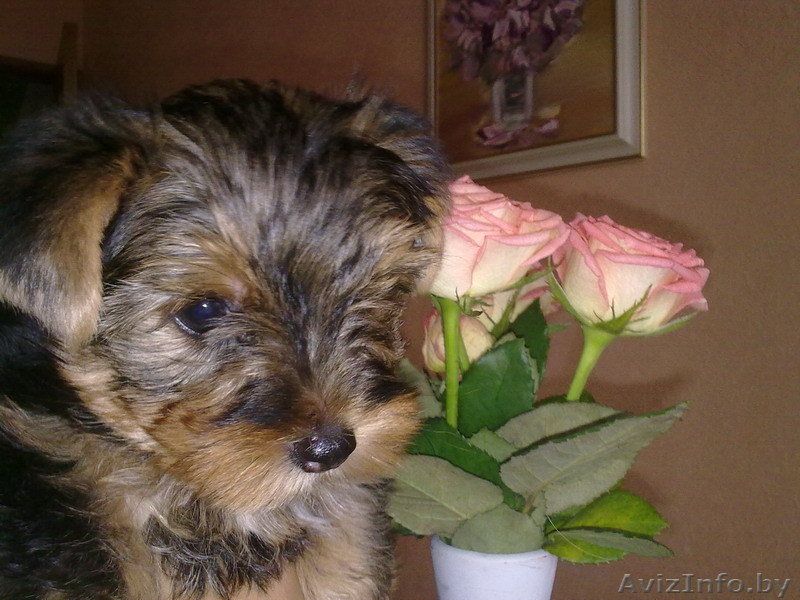 Йоркширского терьера щенок, девочка. 3 мес, стандарт, привита - Изображение #1, Объявление #65078