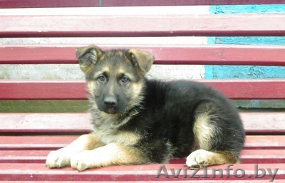 Немецкая овчарка щенки - Изображение #1, Объявление #97978