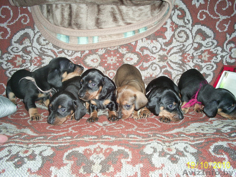 Продам щенков стандартной таксы - Изображение #1, Объявление #96972