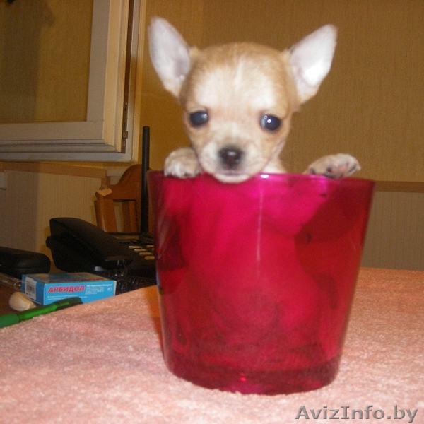 Очаровательные кукольные щеночки чихуахуа - Изображение #1, Объявление #131550