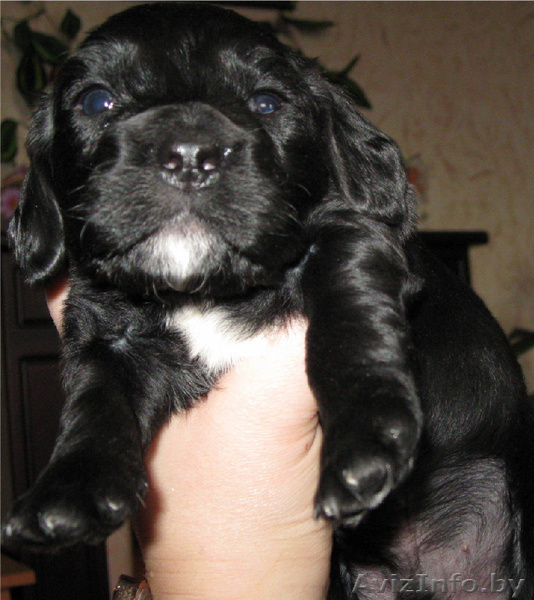 ЩЕНКИ АНГЛИЙСКОГО КОКЕР-СПАНИЕЛЯ - Изображение #1, Объявление #237832