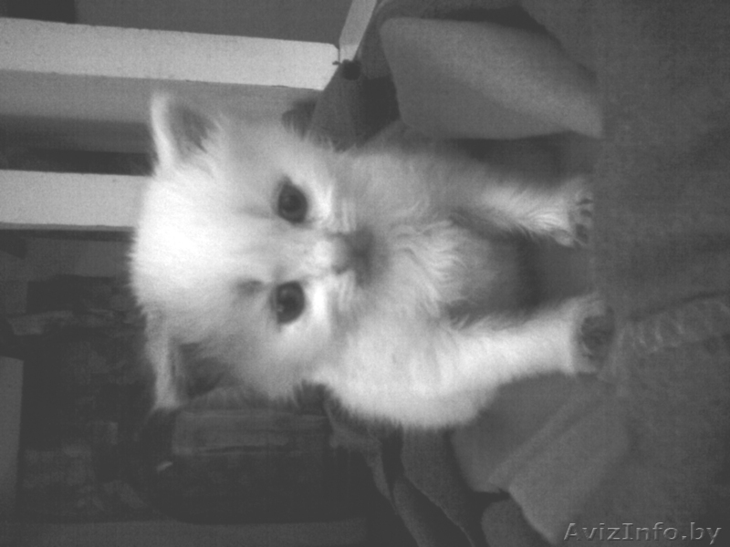 Подарю  белого пушистого котенка (3 месяца) - Изображение #1, Объявление #299829
