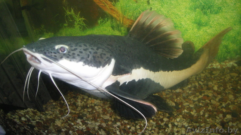 ПРОДАМ СОМИКА КРАСНОХВОСТОГО - Изображение #1, Объявление #357009