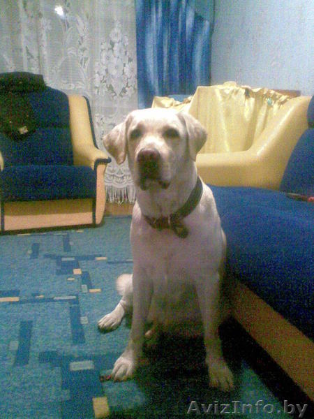 ДЕВОЧКА ЛАБРАДОРА ИЩЕТ ДРУГА - Изображение #1, Объявление #466880