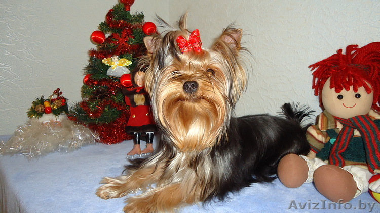 Йоркширский терьер ищет подружку. - Изображение #1, Объявление #502995