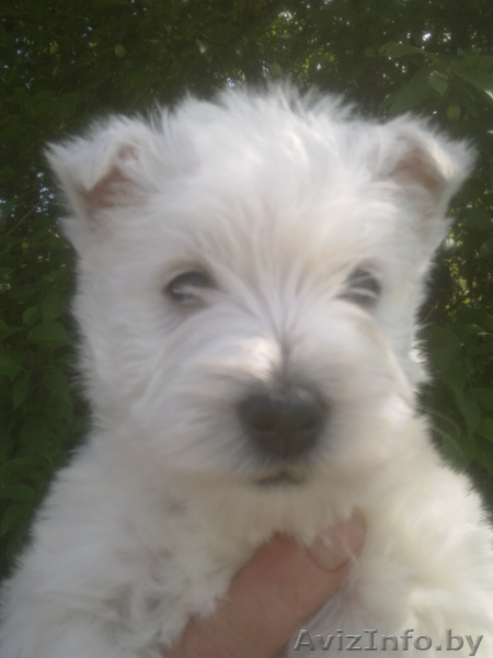 продаю щенка вест хайленд уайт терьера - Изображение #1, Объявление #703487