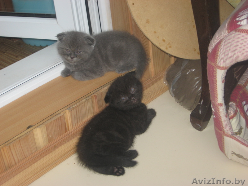 Котята породы скоттиш фолд - Изображение #1, Объявление #708951