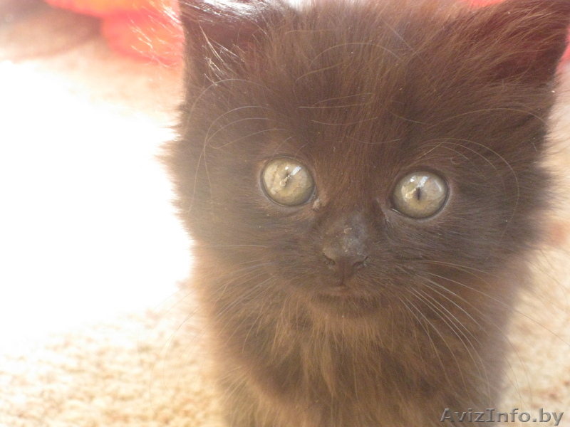 Чёрненькая кошечка малышка 3 недели ищет заботливых хозяев , - Изображение #1, Объявление #744299