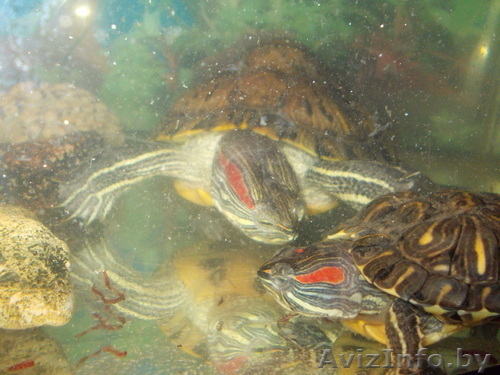 Продам 2-ух красноухих черепах. - Изображение #1, Объявление #762673