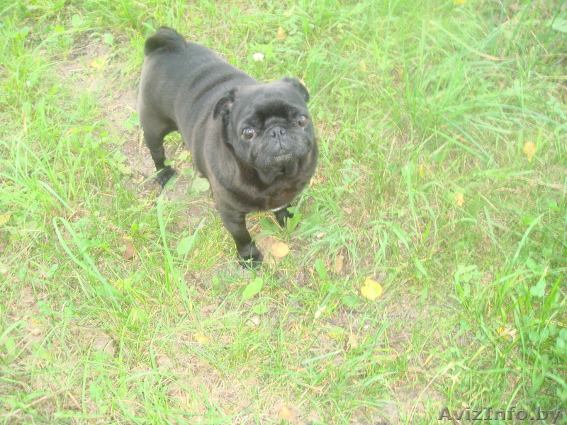 девочка Мопс ищет кобеля для вязки срочно!!!!!!!!!!!!!!!!!!!!!! - Изображение #1, Объявление #846290