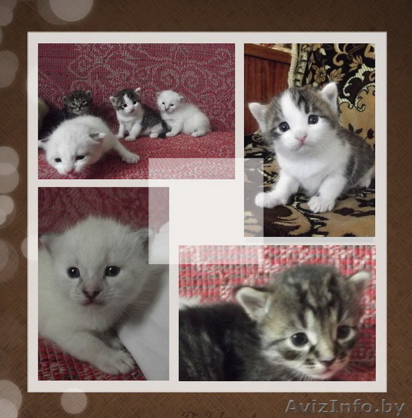 Отдам милых котят в добрые руки!!! - Изображение #1, Объявление #902232
