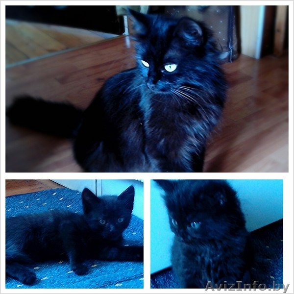 Отдам чёрных котят - Изображение #1, Объявление #900162