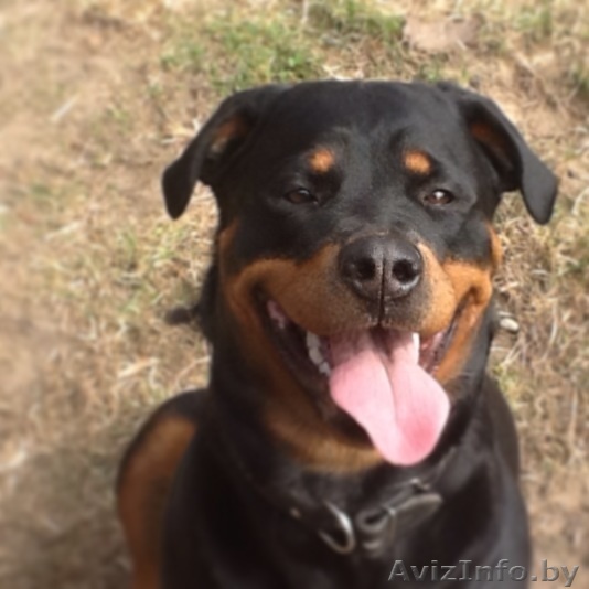 Ищем кобеля ротвейлера для вязки! - Изображение #1, Объявление #917752