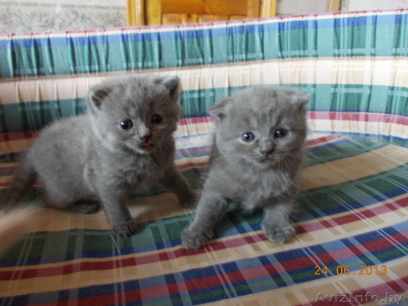 Котята скоттиш-фолд и скоттиш-страйт - Изображение #1, Объявление #924997
