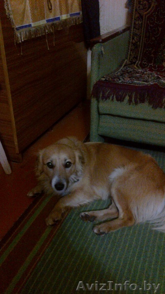Найден пёс.Рыжего окраса. - Изображение #1, Объявление #992853