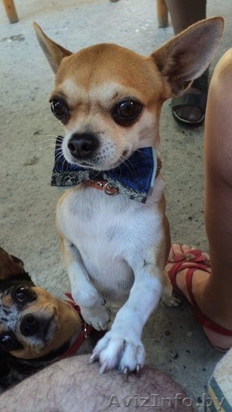продаются щенки чихуахуа - Изображение #1, Объявление #1063112