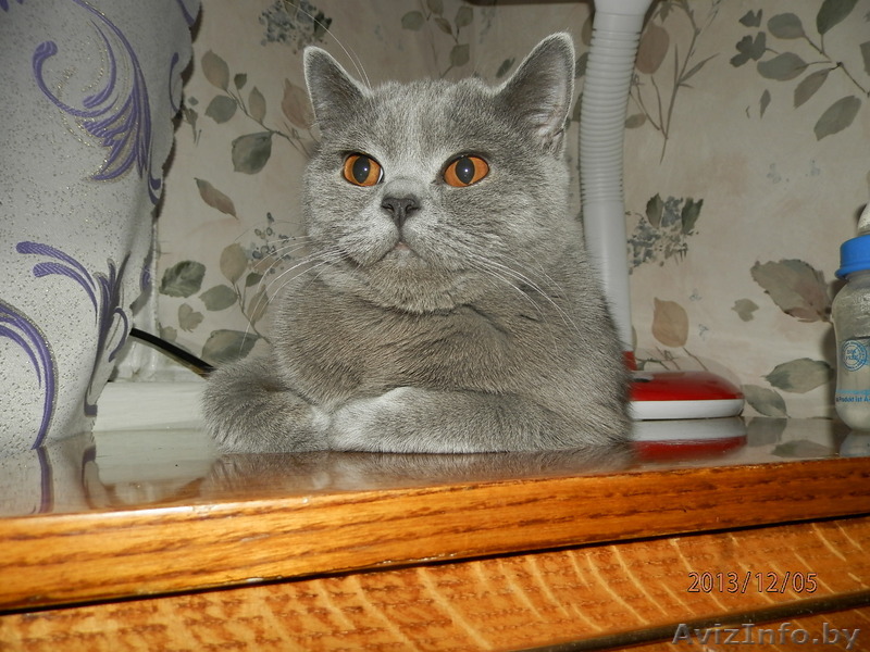 Британец ищет кошечку для вязки - Изображение #1, Объявление #1096760