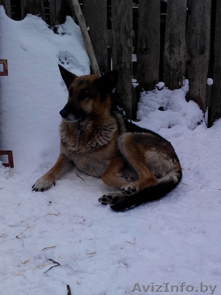 отдам немецкую овчарку - Изображение #1, Объявление #1215903