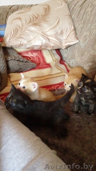 Отдам симпатичных котят в хорошие, добрые и ласковые ручки - Изображение #1, Объявление #1283040