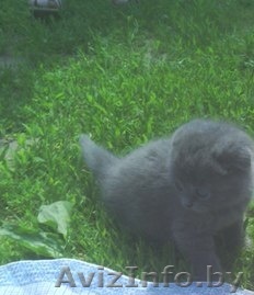 Шотландский котенок - Изображение #1, Объявление #1275712