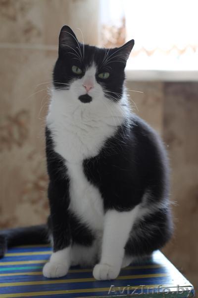 Отдам даром кошку - Изображение #1, Объявление #1295497