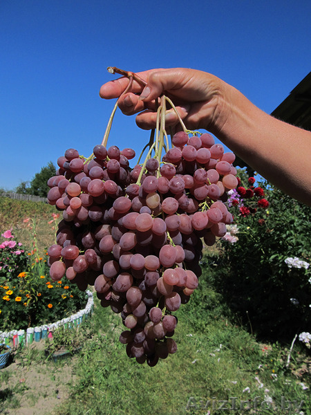Черенки и саженцы винограда. Более 40 сортов и гибридных форм - Изображение #1, Объявление #1352278