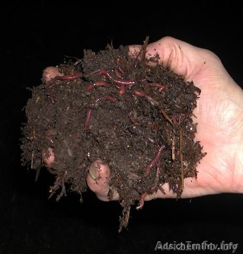 Продам маточное поголовье красного калифорнийского червя - Изображение #1, Объявление #1503573