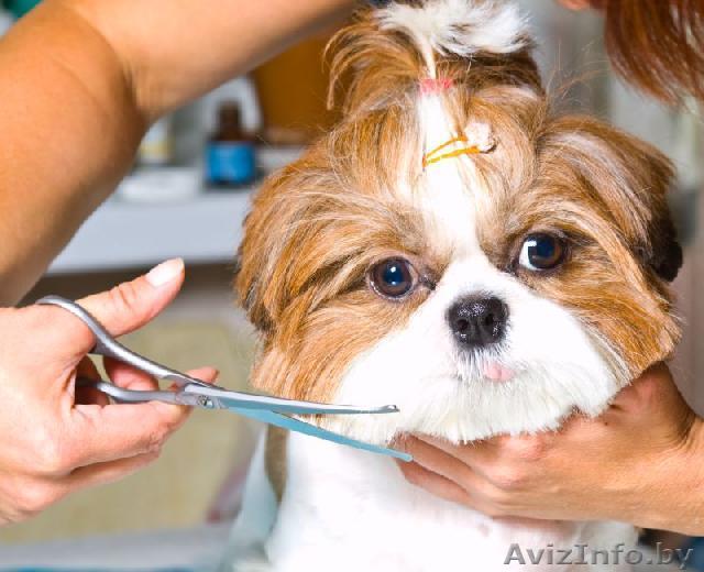 Курсы «Грумер (груминг)» в Борисове, в Жодино - Изображение #1, Объявление #1530592