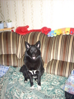 продам щенков русско-европейской лайки - Изображение #1, Объявление #30430