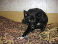 продам щенков русско-европейской лайки - Изображение #2, Объявление #30430