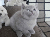 Плюшевая британская небесно-голубая кошечка - Изображение #3, Объявление #37082