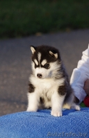 Щенки Сибирских  хаски в Беларуси!!! - Изображение #3, Объявление #75950