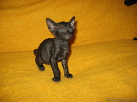 Продам котенка корниш-рекс - Изображение #1, Объявление #123383