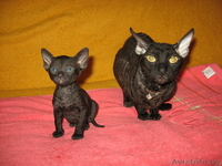 Продам котенка корниш-рекс - Изображение #2, Объявление #123383