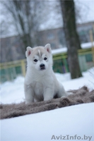 Щенки Сибирских хаски в Беларуси! Помет от Шерри и Вито! - Изображение #7, Объявление #143553