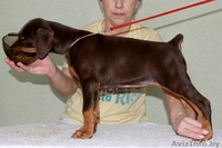 доберман щенки - Изображение #1, Объявление #86896