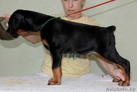 доберман щенки - Изображение #2, Объявление #86896