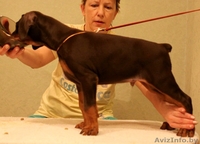 доберман щенки - Изображение #3, Объявление #86896