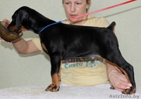 доберман щенки - Изображение #4, Объявление #86896