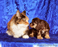 Американского кокер спаниеля щенки** - Изображение #2, Объявление #259107