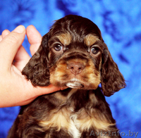 Американского кокер спаниеля щенки** - Изображение #1, Объявление #259107