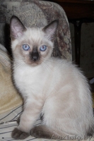Тайский котенок (скиф) - Изображение #2, Объявление #282825