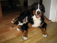 Щенки бернского зенненхунда от титулованных родителей - Изображение #2, Объявление #341507