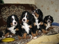 Щенки бернского зенненхунда от титулованных родителей - Изображение #1, Объявление #341507