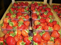 саженцы черной смородины, малины, клубники - Изображение #2, Объявление #759736