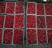 саженцы черной смородины, малины, клубники - Изображение #3, Объявление #759736