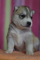 Сибирские хаски - Изображение #2, Объявление #875193