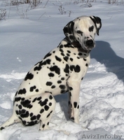 Далматин ищет подругу для вязки - Изображение #4, Объявление #879106