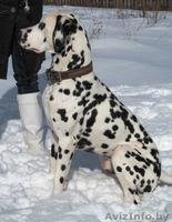 Далматин ищет подругу для вязки - Изображение #3, Объявление #879106